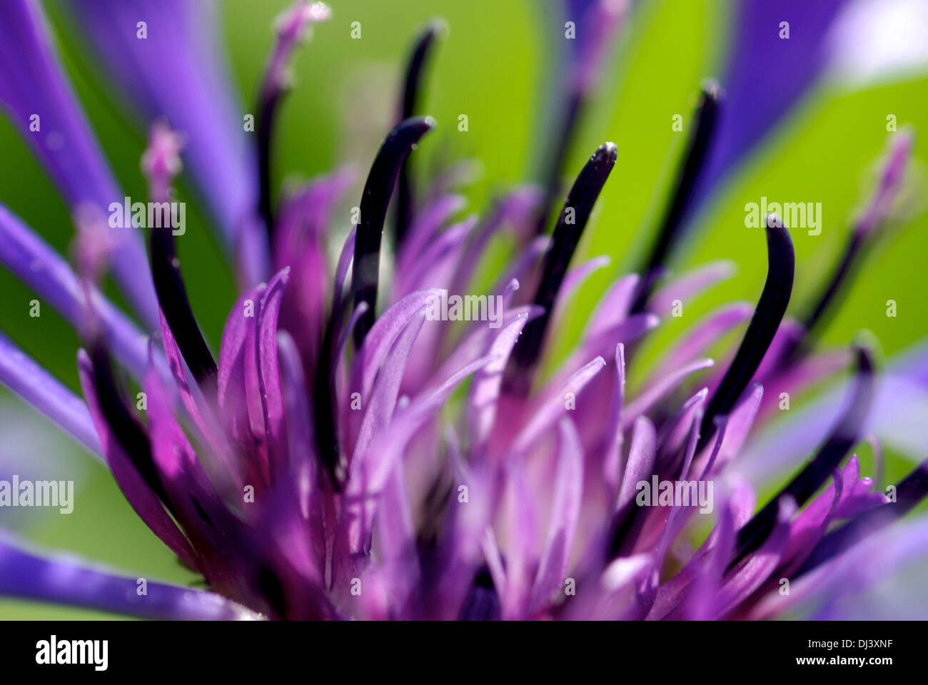 Bleuet bleu dans le jardin Banque D'Images
