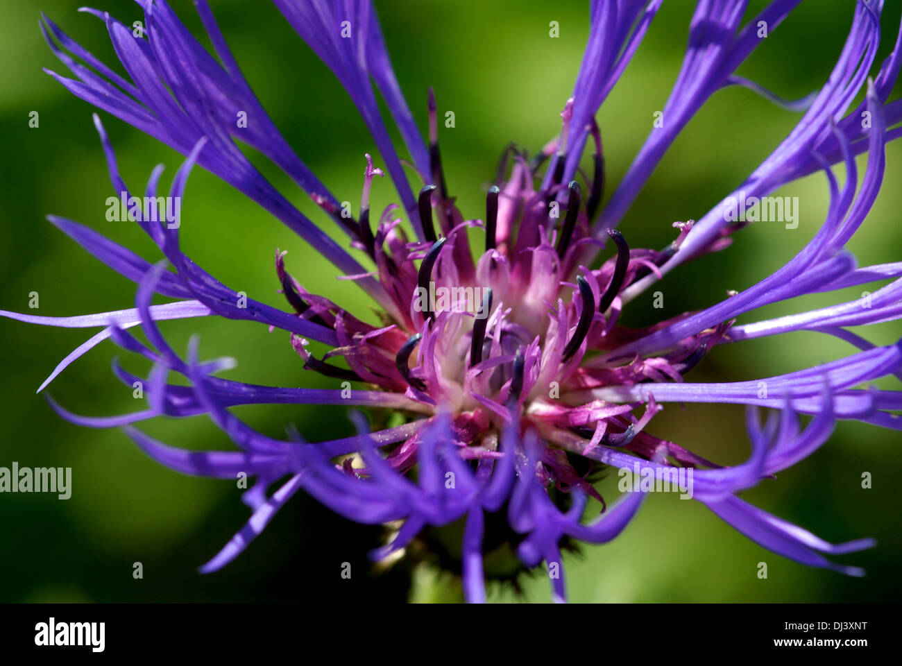 Bleuet bleu Banque D'Images