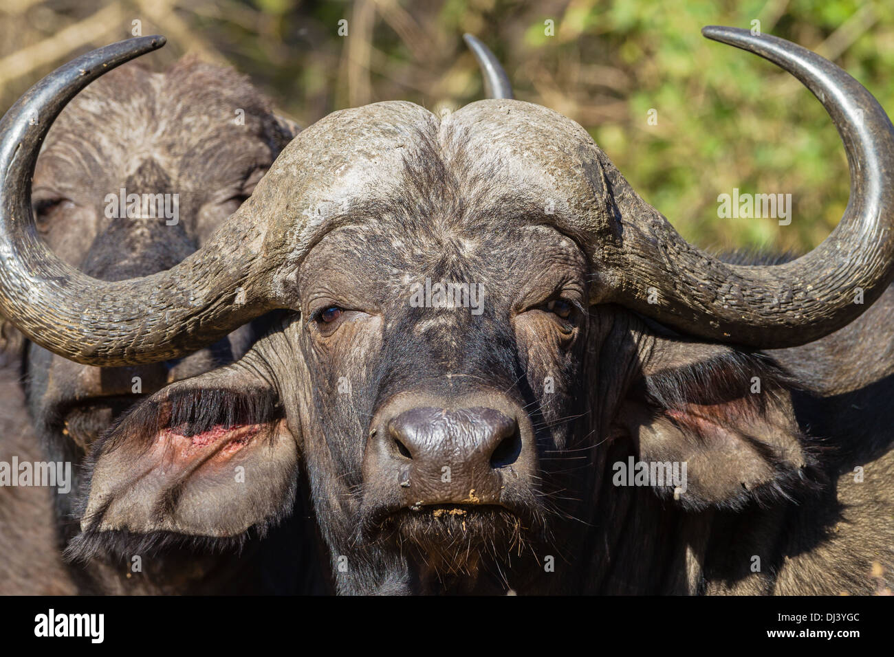 Buffalo faune animal cornes tête closeup portrait Banque D'Images