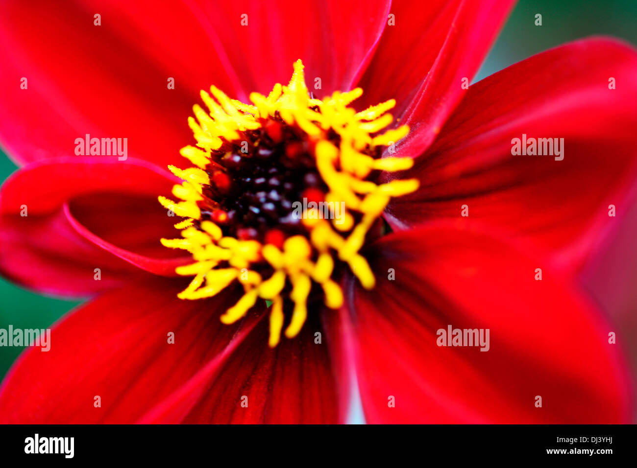 Dahlia décoratif rouge close up Jane Ann Butler Photography JABP919 Banque D'Images