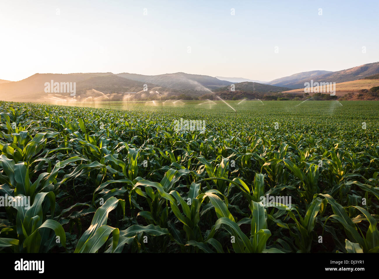 Les champs d'agriculture récolte de maïs alimentaire aspersion d'eau au coucher du soleil Banque D'Images