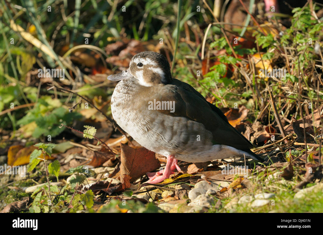 Ringed Teal - Callonetta leucophrys canard femelle Banque D'Images