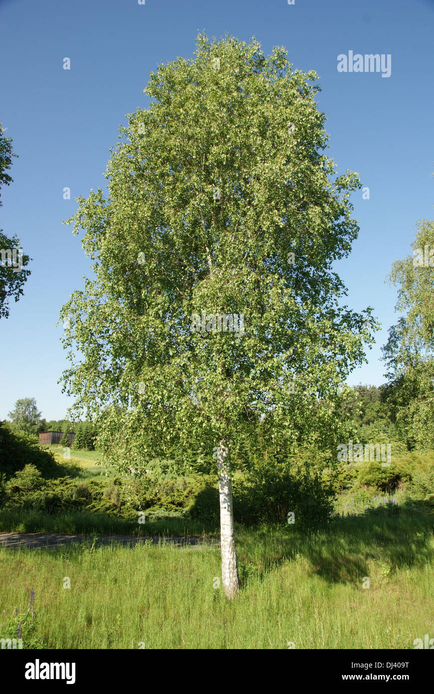 Betula verrucosa, Birke, bouleau Banque D'Images