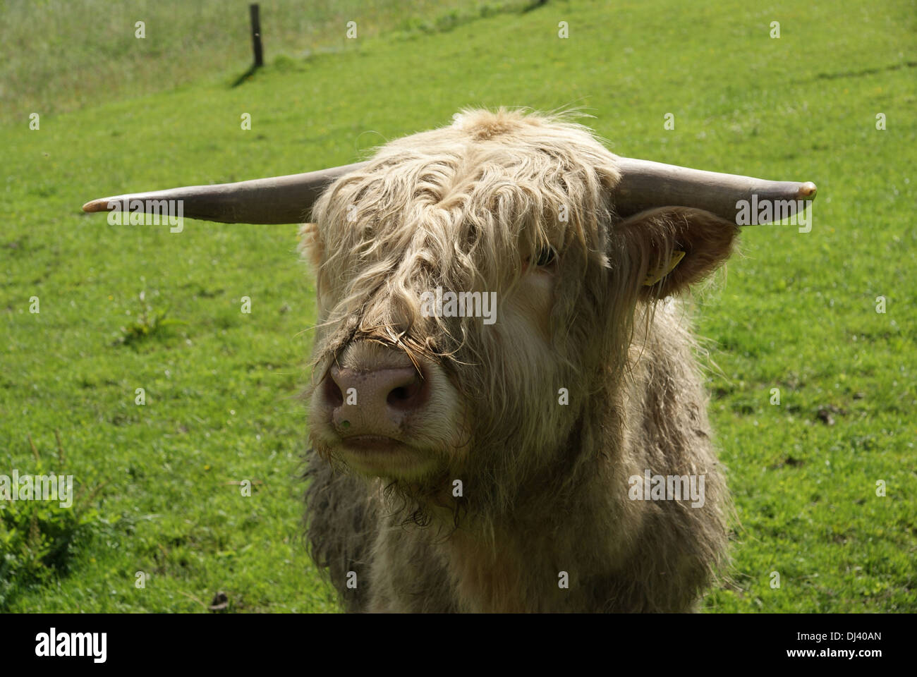 Hochlandrind, Highland cattle Banque D'Images