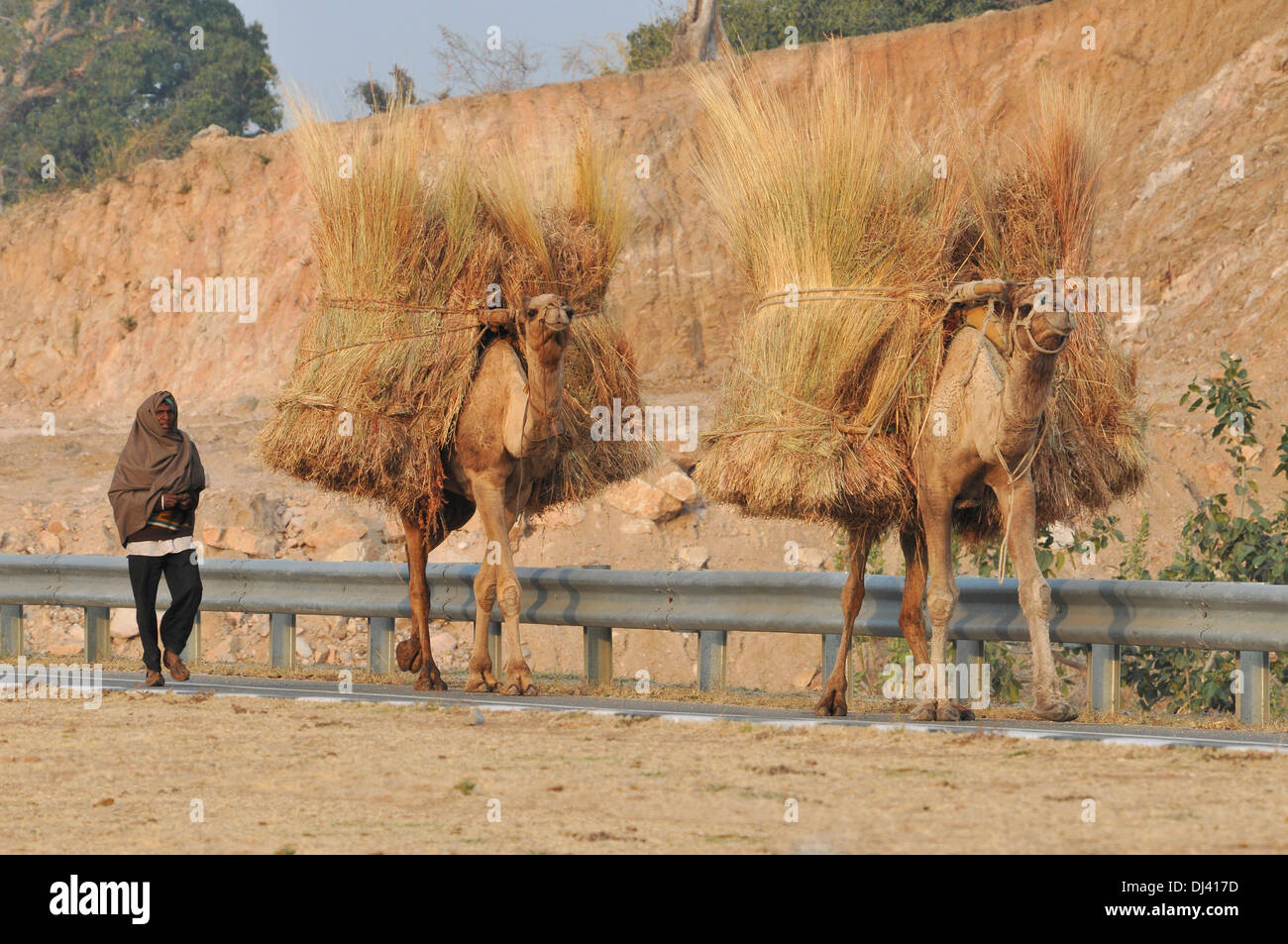 L'homme et le chameau marche sur route, Inde Banque D'Images