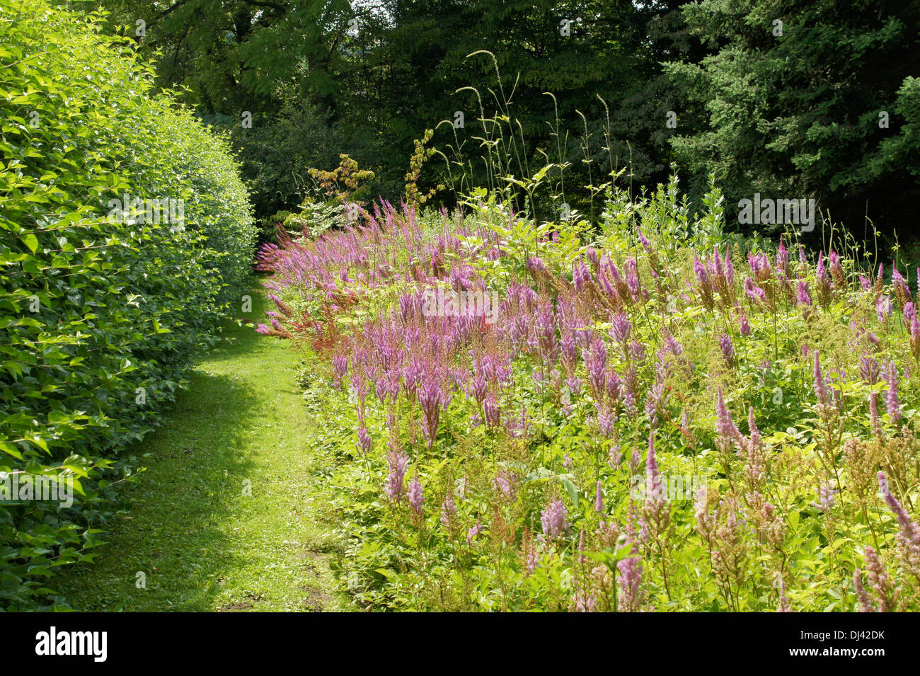 Astilbe chinensis, Chinesische Spierstaude Banque D'Images