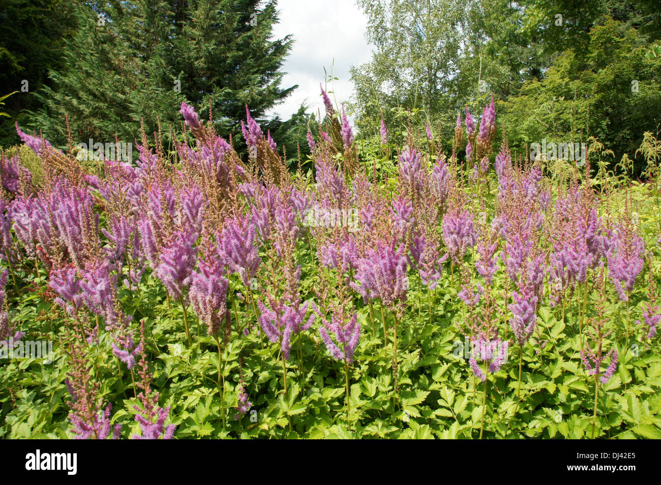 Astilbe chinensis, Chinesische Spierstaude Banque D'Images