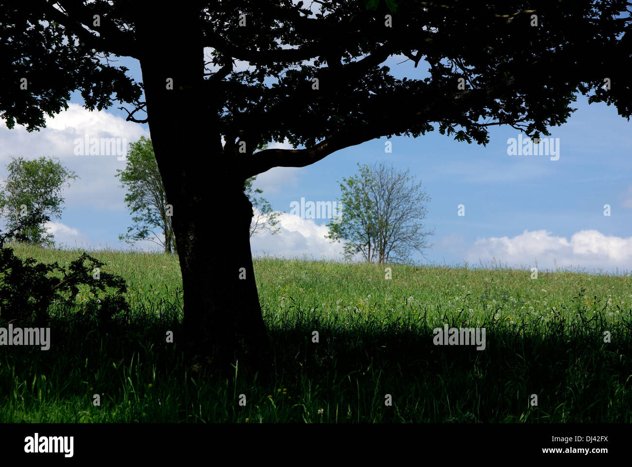 Arbre d’ombrage Banque D'Images