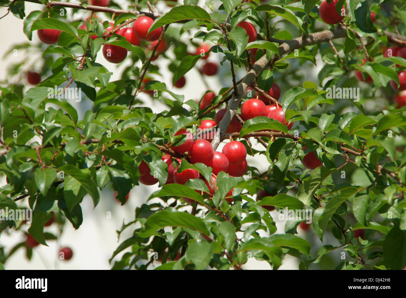 Prunier Sauvage Photo Stock Alamy