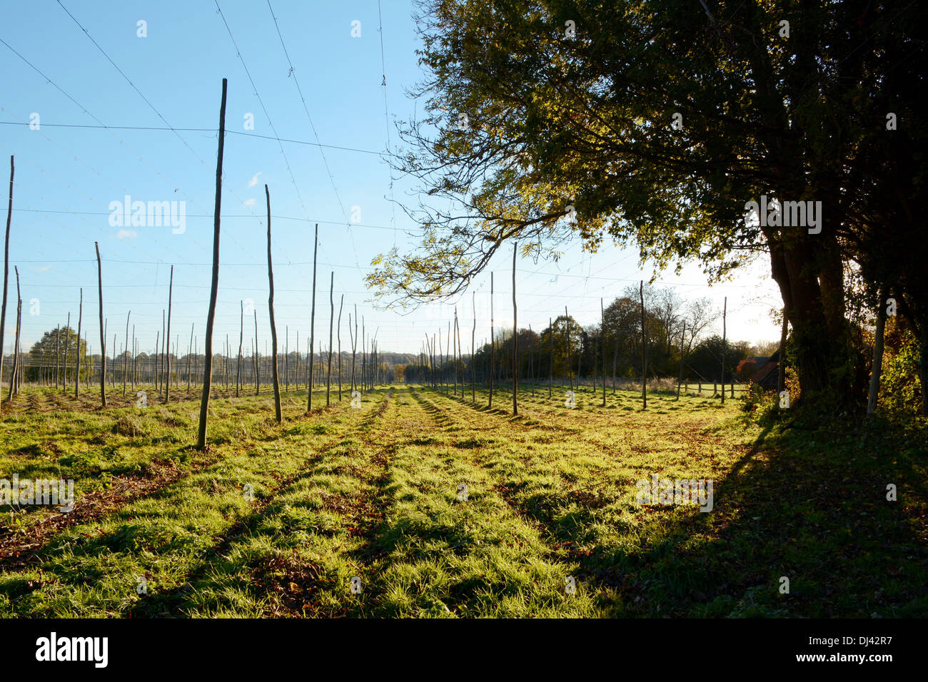 Hop vide jardin dans le Kent, éclairé par la lumière du soleil d'automne et bordée par un grand chêne Banque D'Images