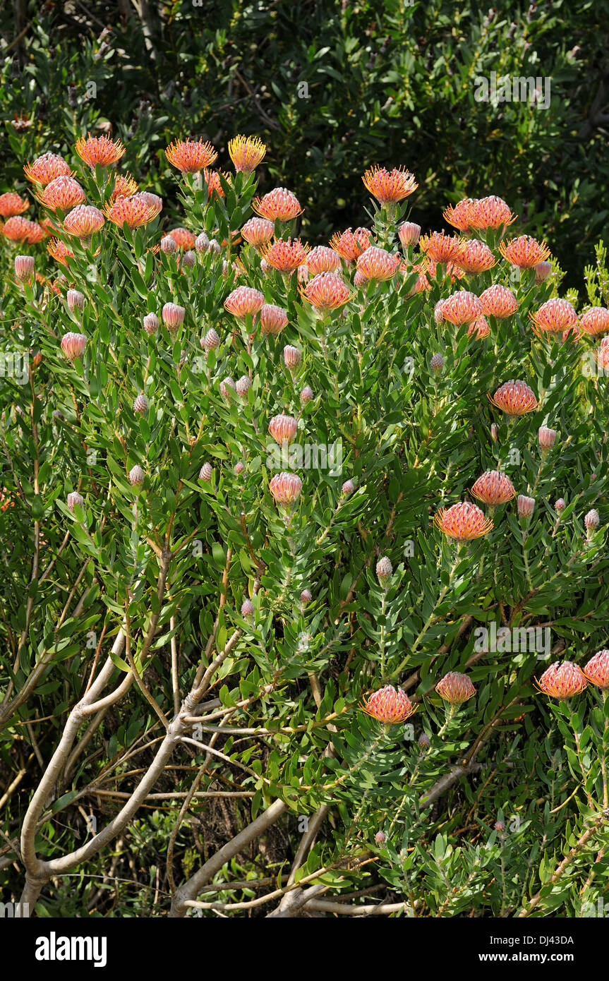Leucospermum Hybride Scarlet Ribbon Banque D'Images