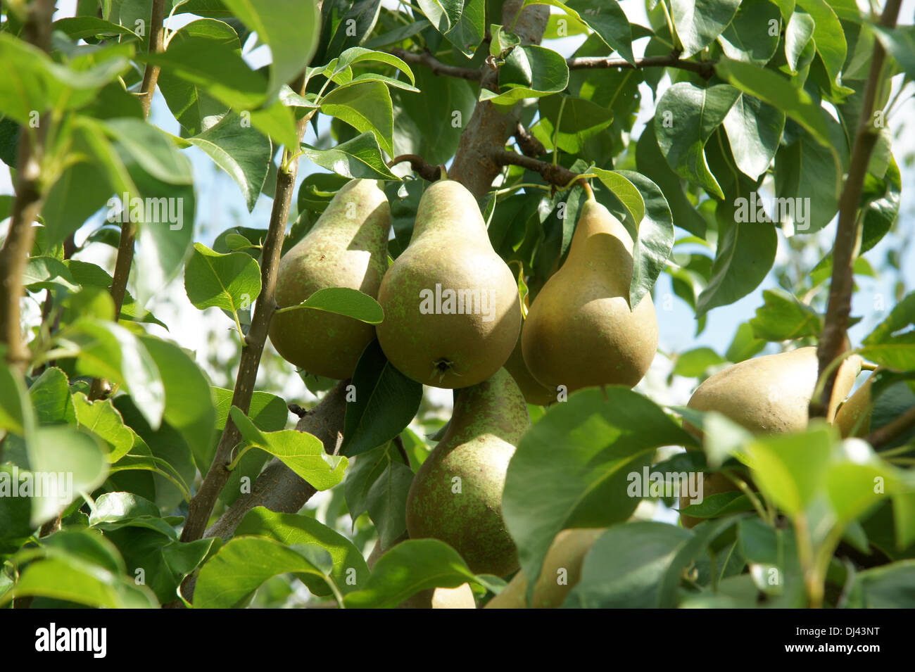 Pyrus communis Conférence, Birnen, poires Banque D'Images