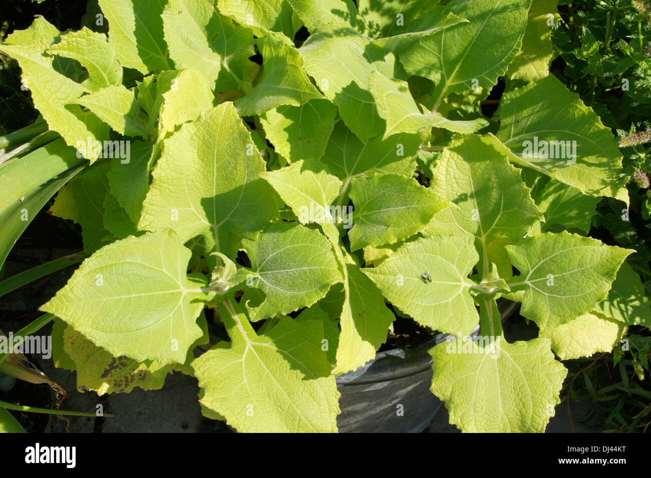 Apple au sol péruvien Banque D'Images
