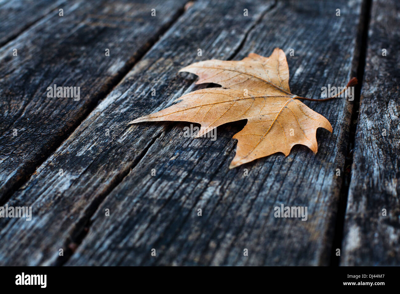 l’automne Banque D'Images