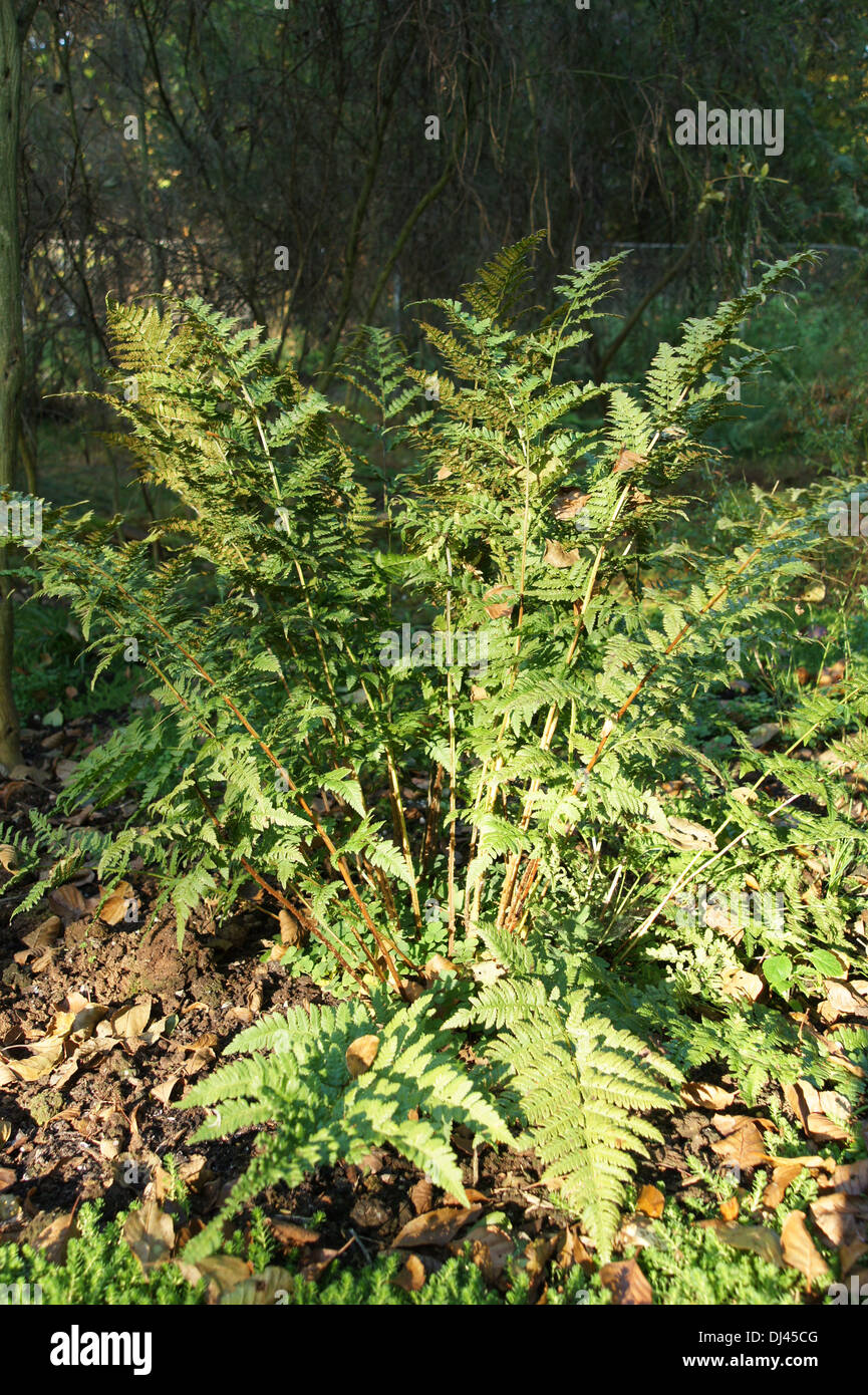 Dryopteris carthusiana, Dornfarn, thorn fern Banque D'Images