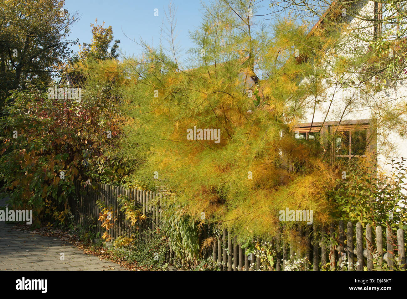 Tamarix parviflora Banque de photographies et d'images à haute résolution -  Alamy