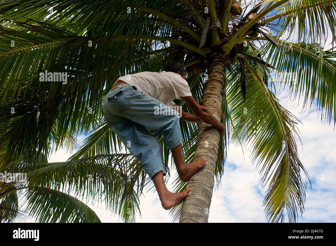 La récolte des noix de coco près de Baracoa, Cuba Banque D'Images