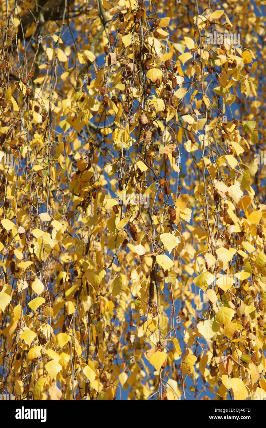 Betula pendula, Hängebirke, bouleau Banque D'Images