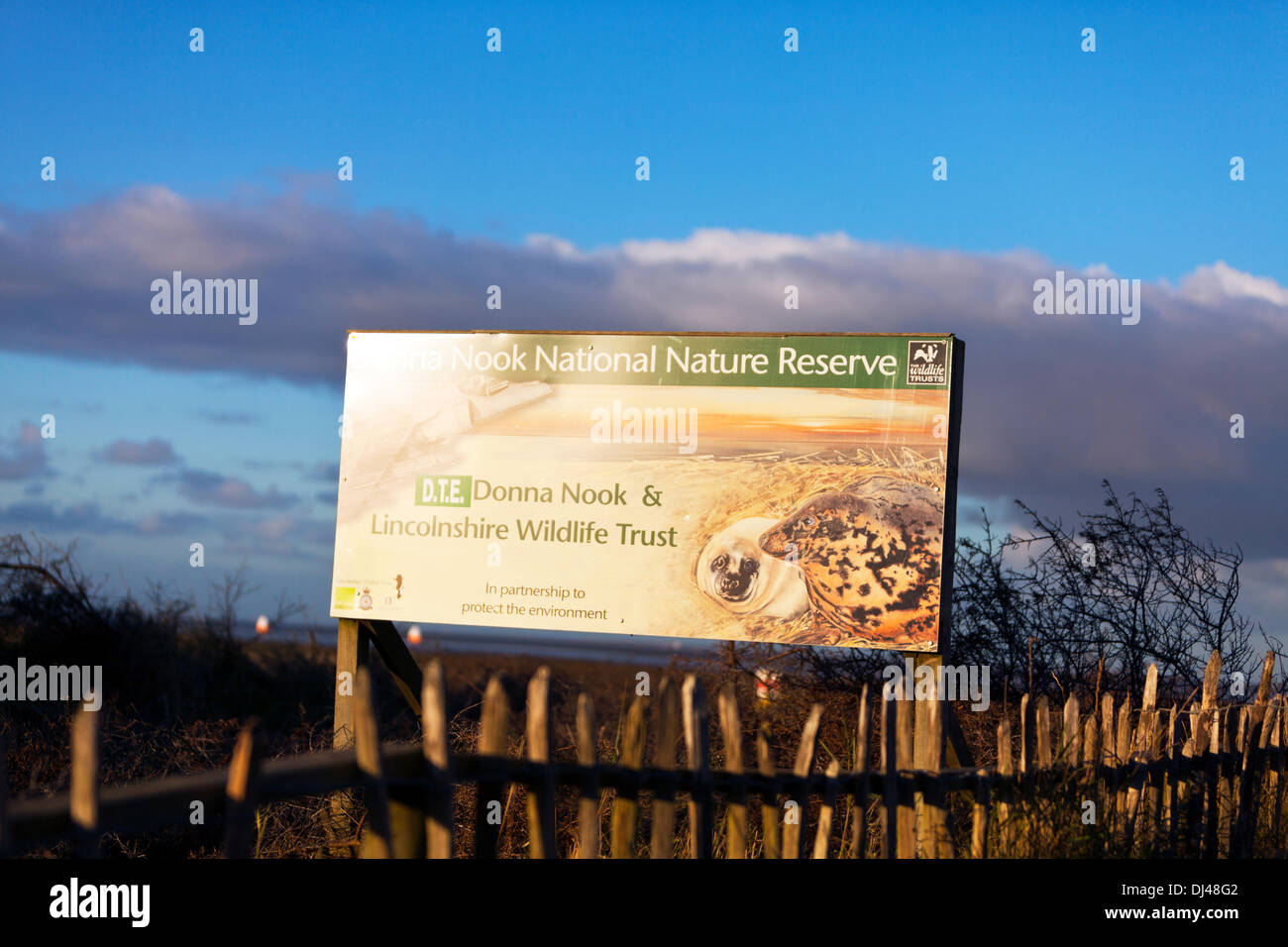 Somercotes, Lincolnshire, Royaume-Uni. 21 novembre 2013. Nouvelle naissance les petits à la Donna Nook colonie de Phoques gris - géré par Lincolnshire Wildlife Trust, Somercotes, Lincolnshire, Royaume-Uni, Angleterre 21/11/2013 Donna Nook abrite quelques phoques gris 3000 Crédit : Paul Thompson Live News/Alamy Live News Banque D'Images