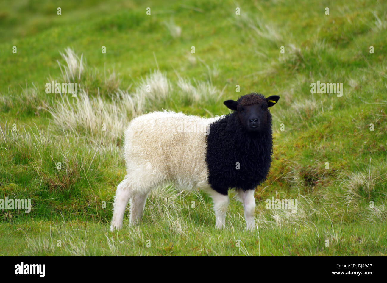 Mouton noir et blanc Photo Stock Alamy