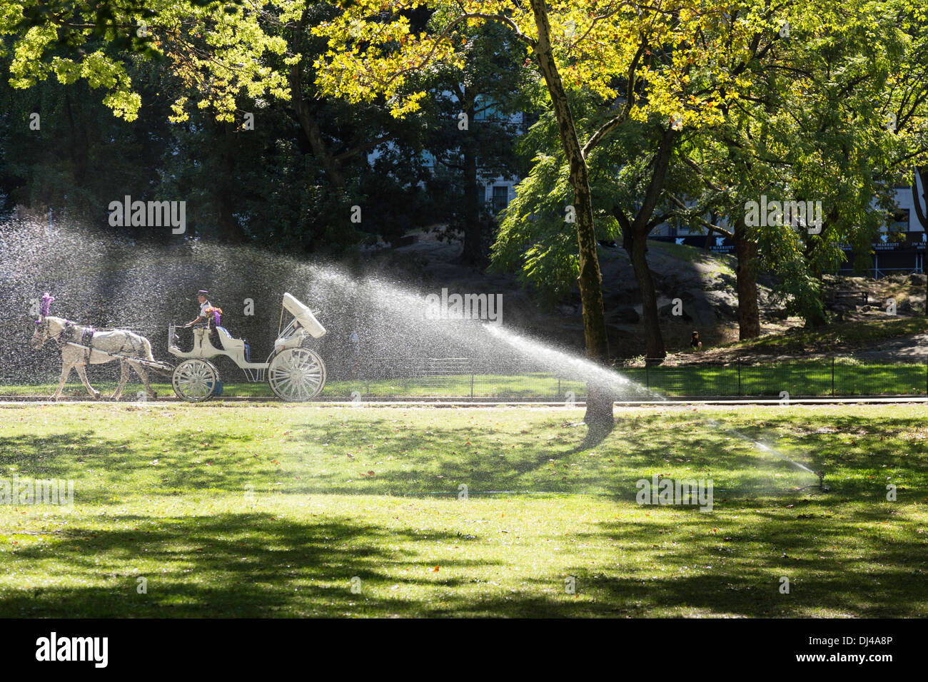 Sprinkler Watering Lawn in Central Park, NYC, USA Banque D'Images