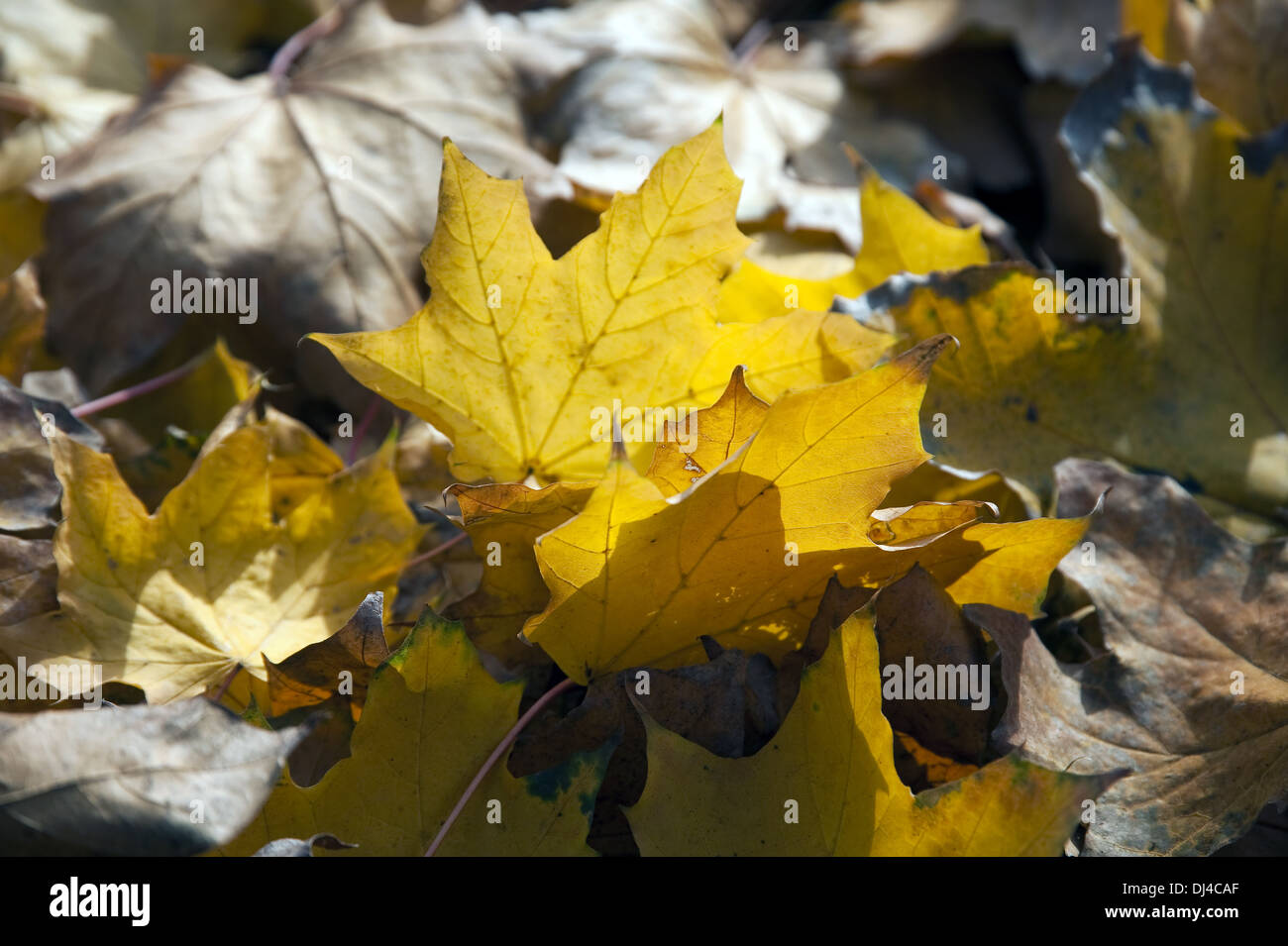 Les feuilles d'automne d'un Ahornblättrige sycamore Banque D'Images