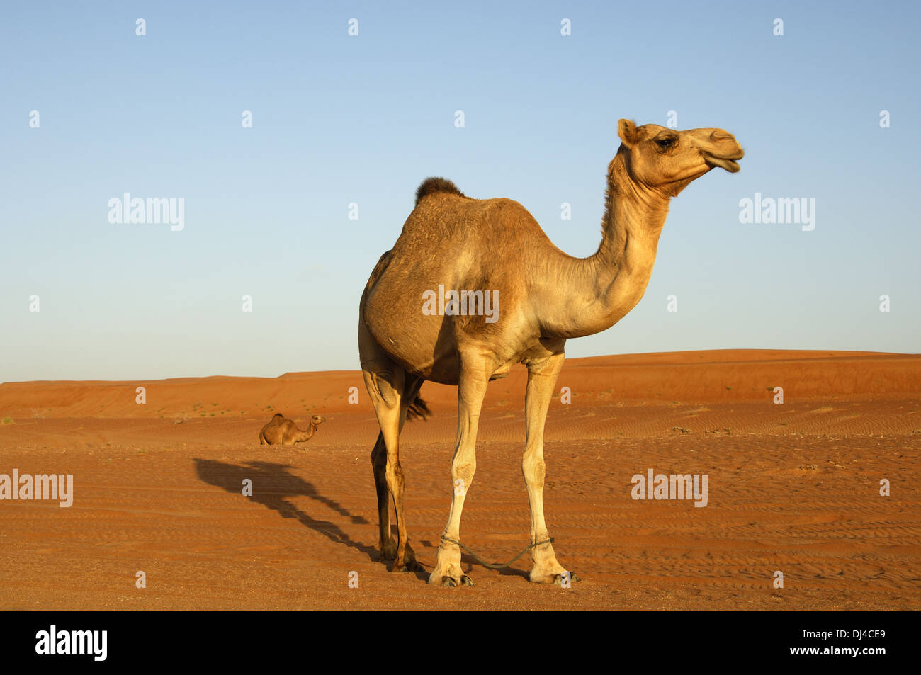 Le dromadaire ou chameau d'Arabie avec manilles Banque D'Images