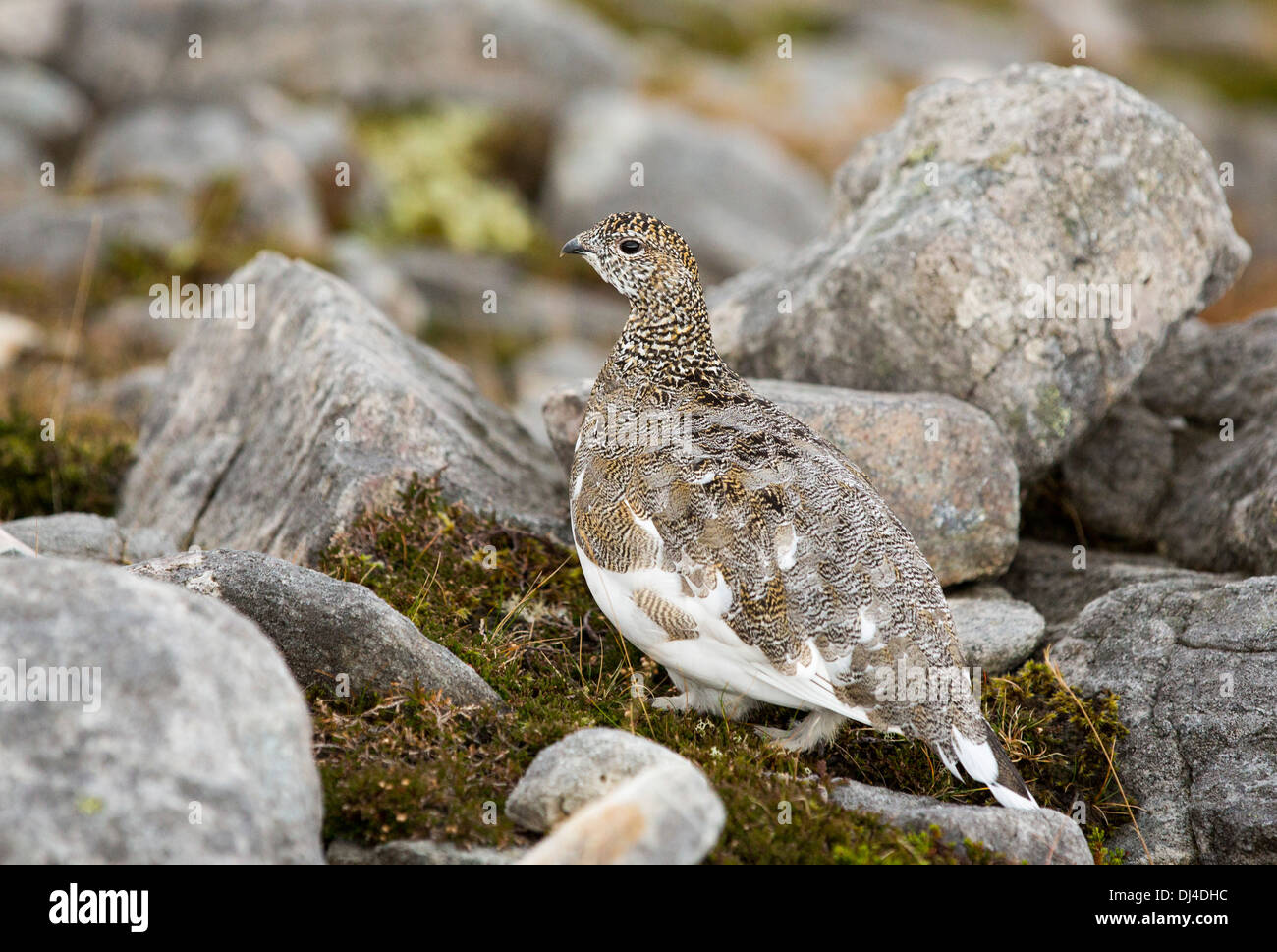 Un lagopède, Lagopus muta, la mue de l'été à l'hiver pour le plumage de camouflage, sur cul Mhor assynt, Highlands, en Écosse, au Royaume-Uni. Banque D'Images