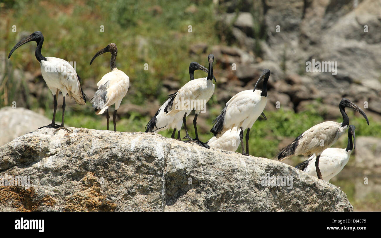 Ibis sacré Threskiornis aethiopicus Banque D'Images