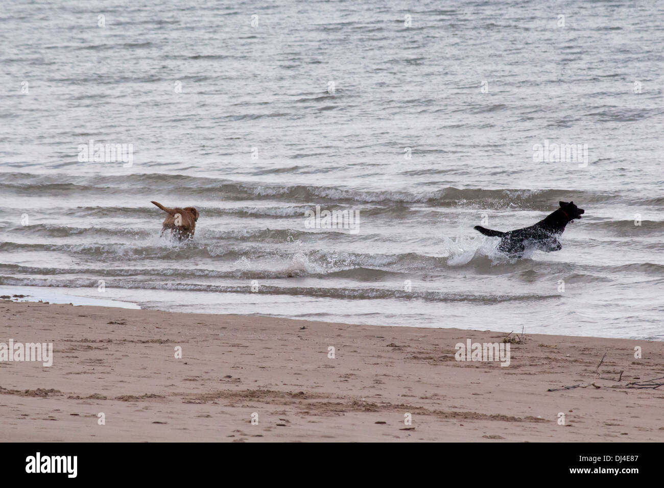 2 chiens, un labrador noir et un golden labrador, jouant dans l'eau juste à côté de la plage, dans le lac Huron. Banque D'Images