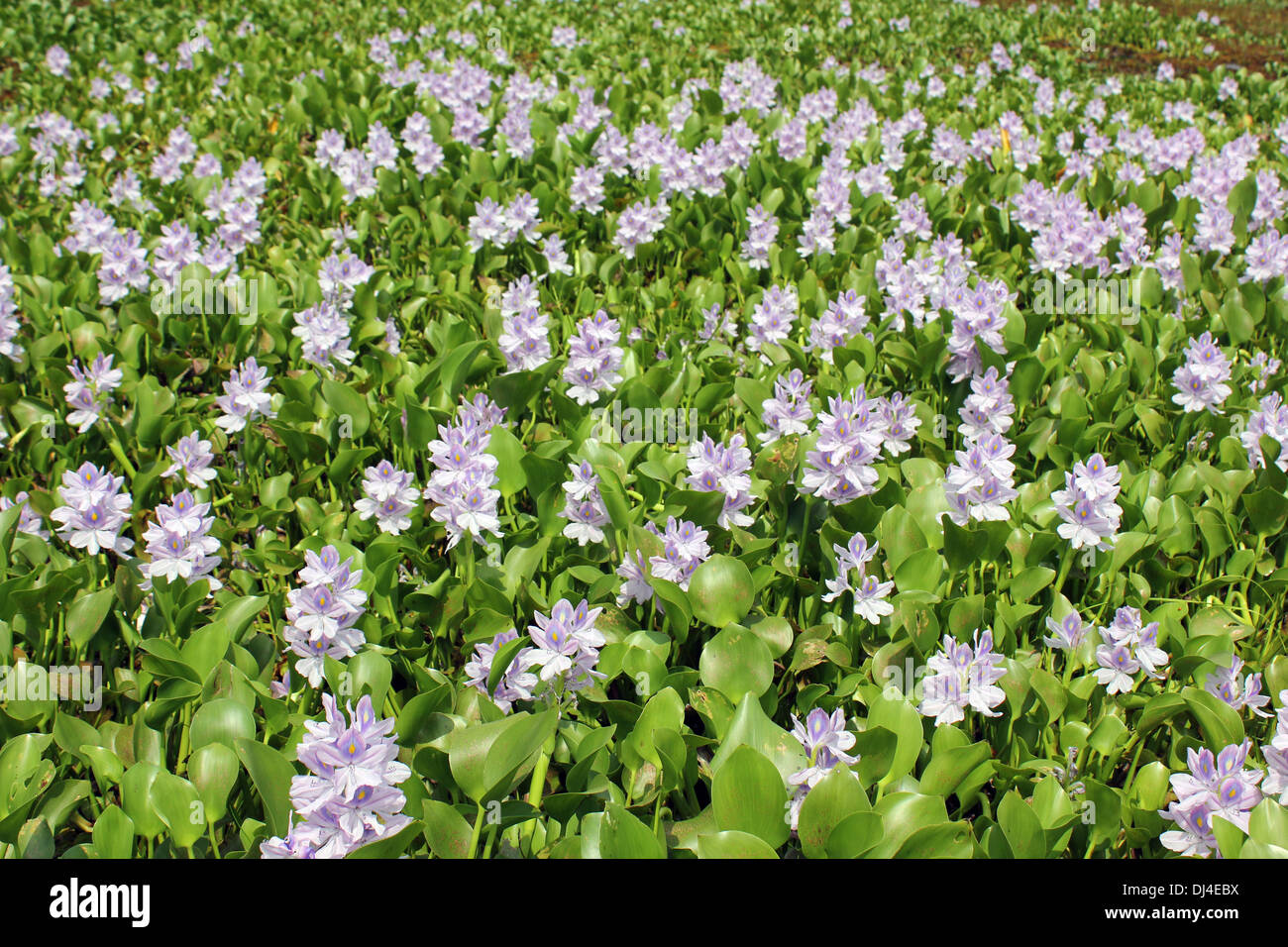 La jacinthe d'eau Eichhornia crassipes Banque D'Images