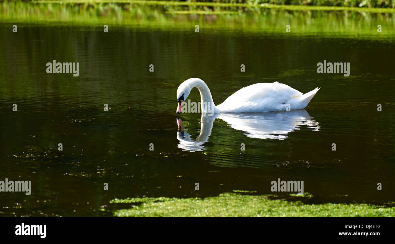 Un cygne muet natation sur un lac sur un été, England, UK. Banque D'Images