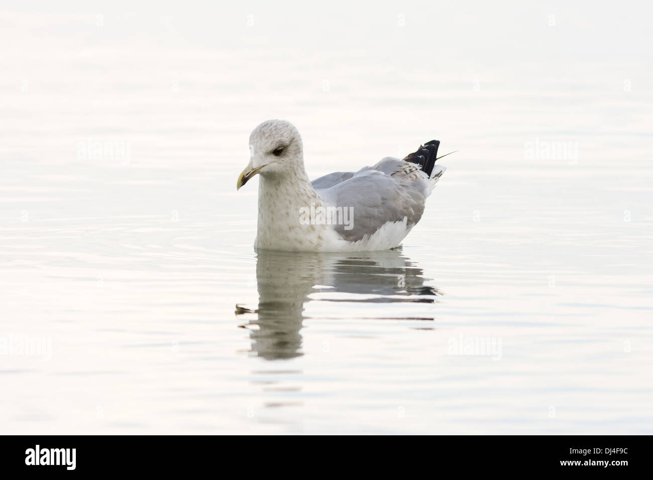 Jeune goéland argenté (Larus argentatus) Banque D'Images