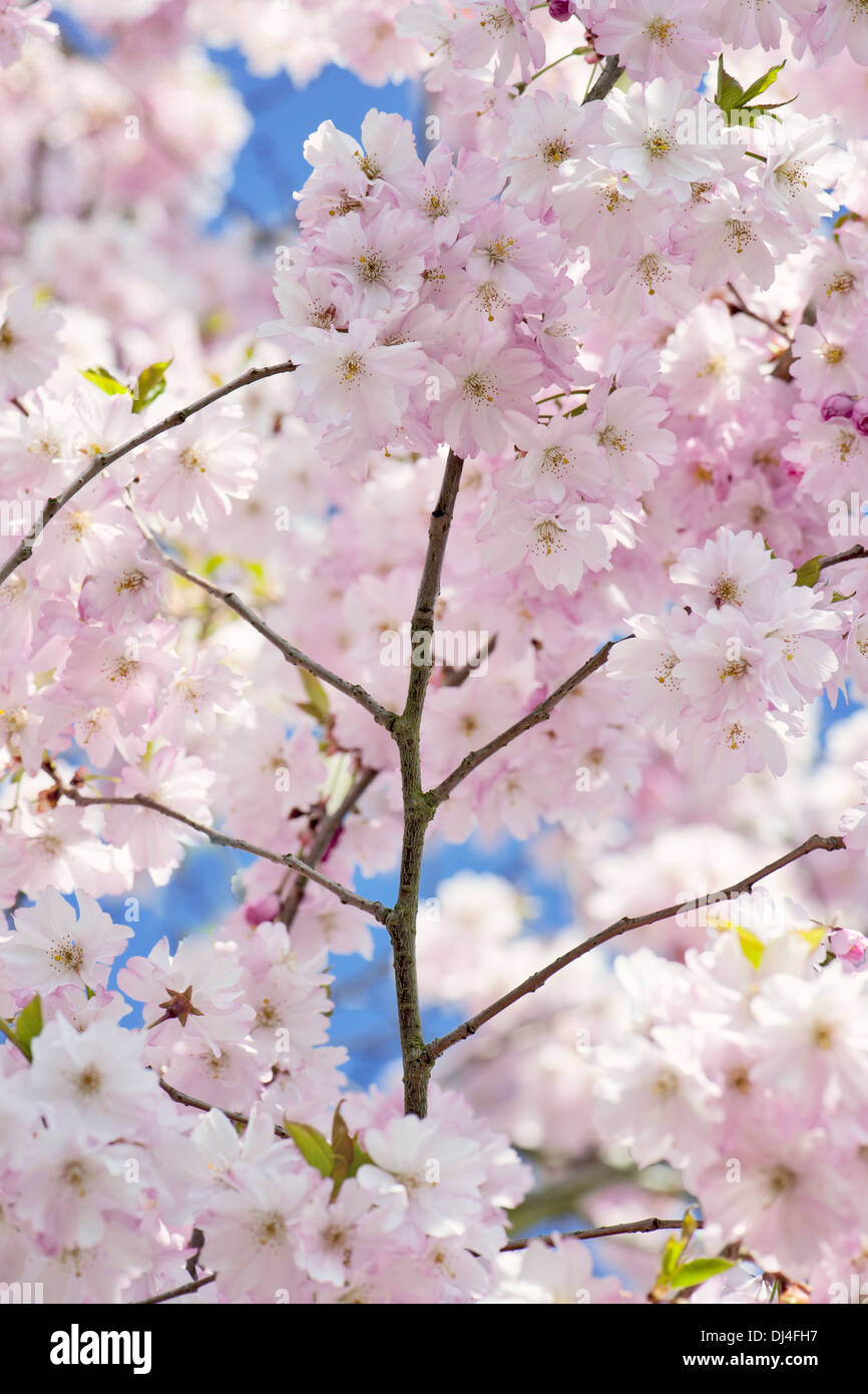 Close-up image of Japanese Cherry Blossom Printemps fleurs roses, image prise à l'encontre d'un bleu ciel. Banque D'Images