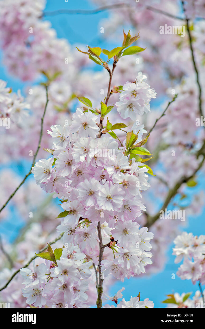 Close-up image of Japanese Cherry Blossom Printemps fleurs roses, image prise à l'encontre d'un bleu ciel. Banque D'Images