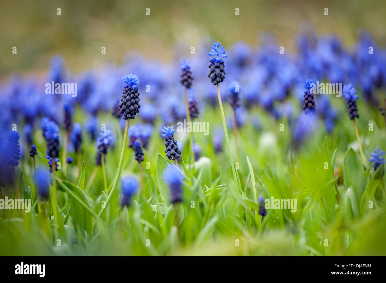 Lactifolium Muscari fleurs bleu Banque D'Images