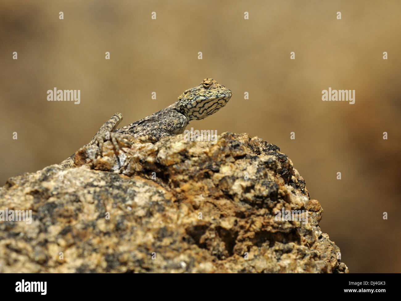 Rock agama Banque D'Images