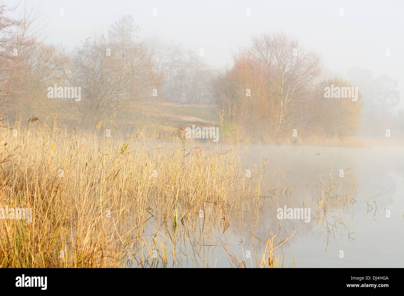 Un jour brumeux en hiver sur le bord d'un lac d'eau calme à Arjuzanx Réserve nationale de chasse et de faune sauvage. La France. Banque D'Images