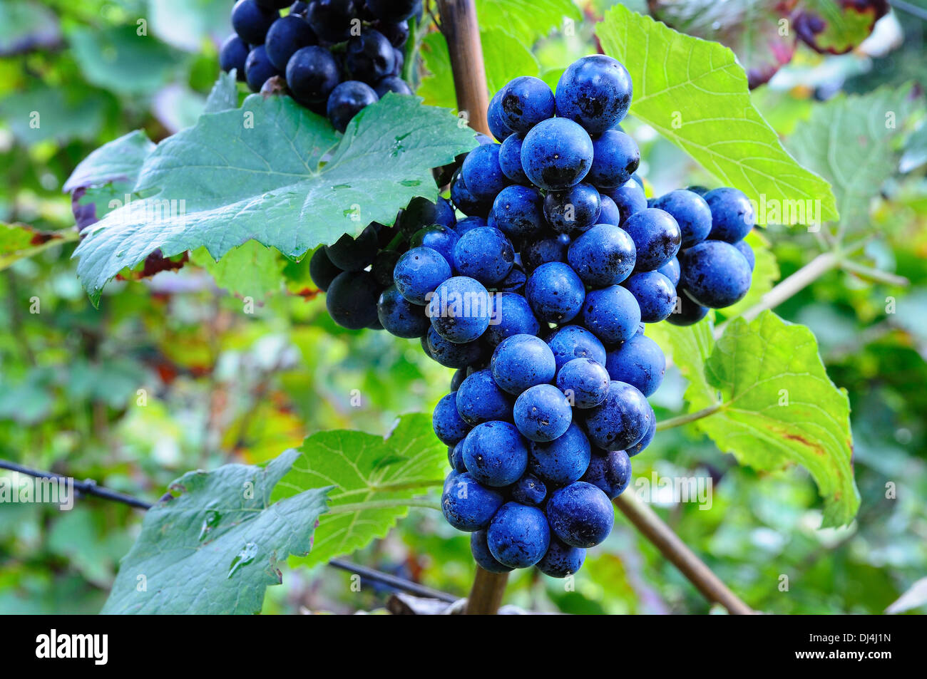 raisin bleu Banque D'Images