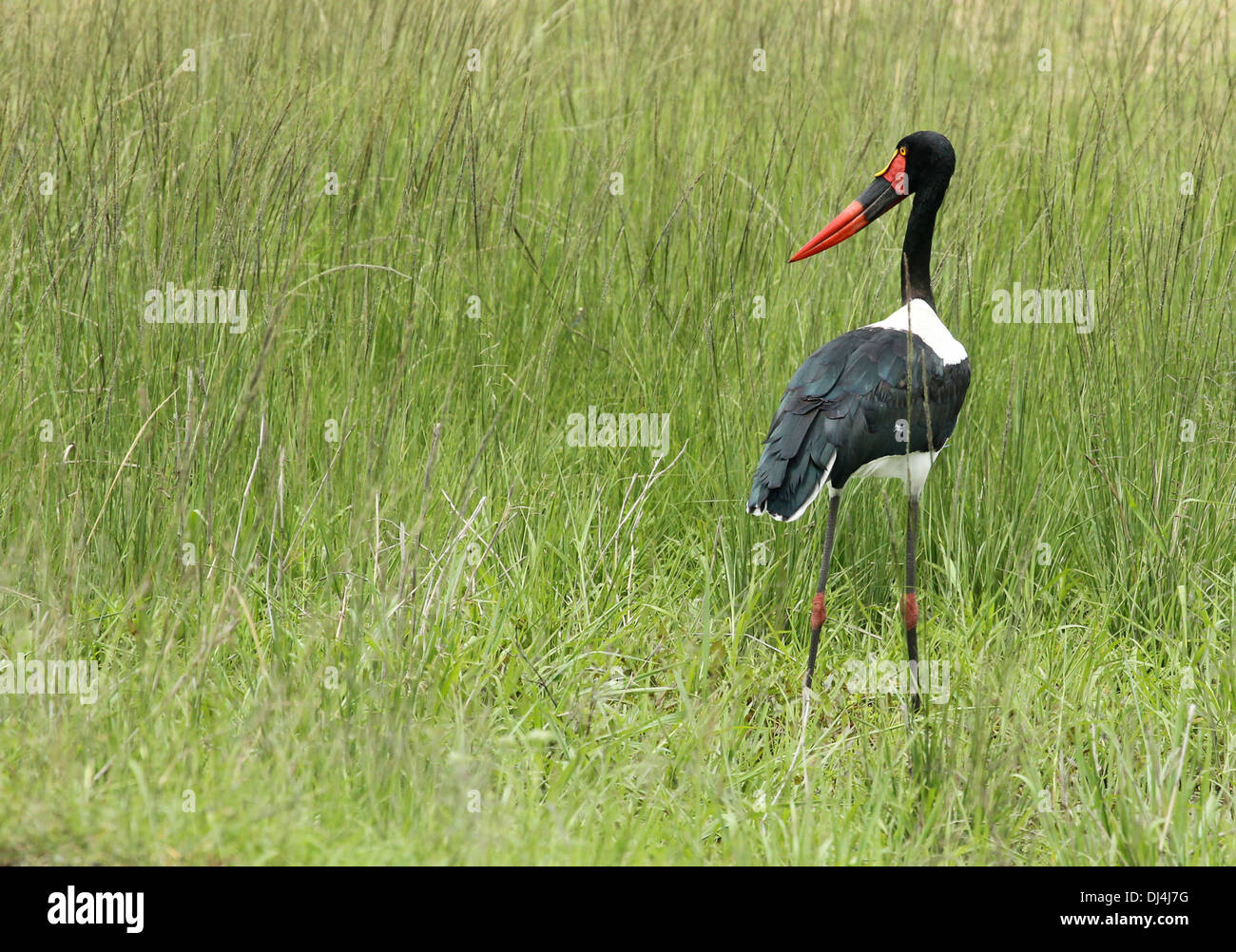 Stork Ephippiorhynchus senegalensis, bec de selle Banque D'Images