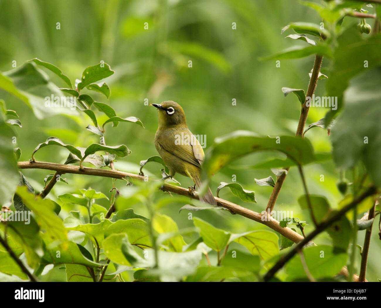 Cape White-eye Zosterops pallidus Banque D'Images