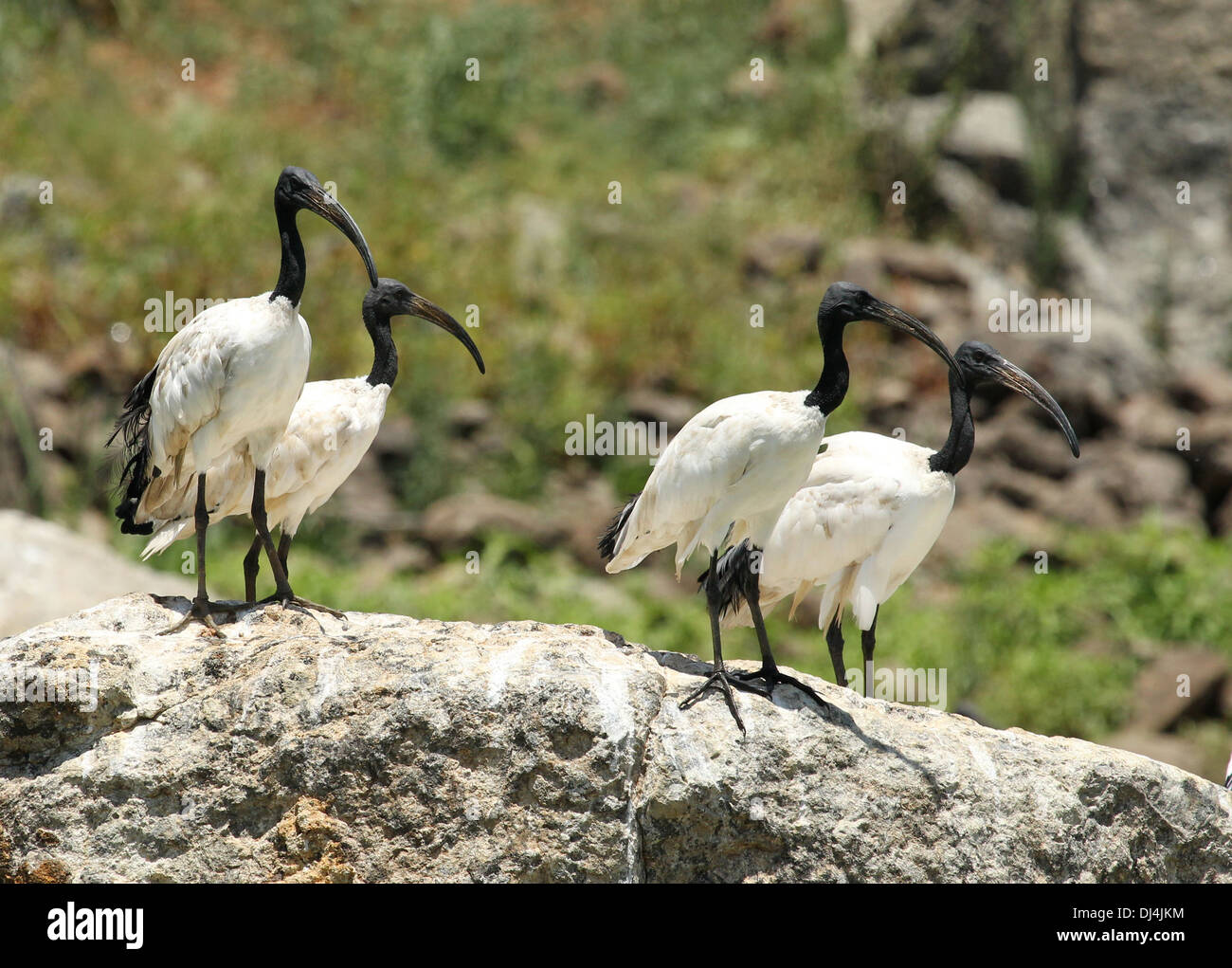 Ibis sacré Threskiornis aethiopicus Banque D'Images