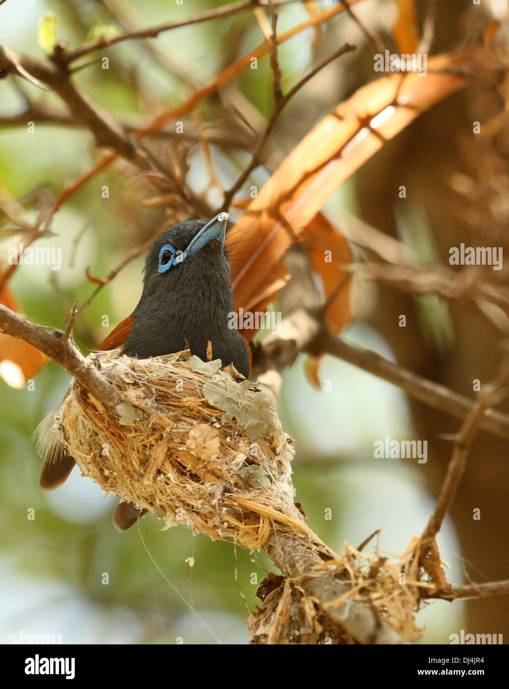 African Paradise Flycatcher Terpsiphone viridis au nid Banque D'Images