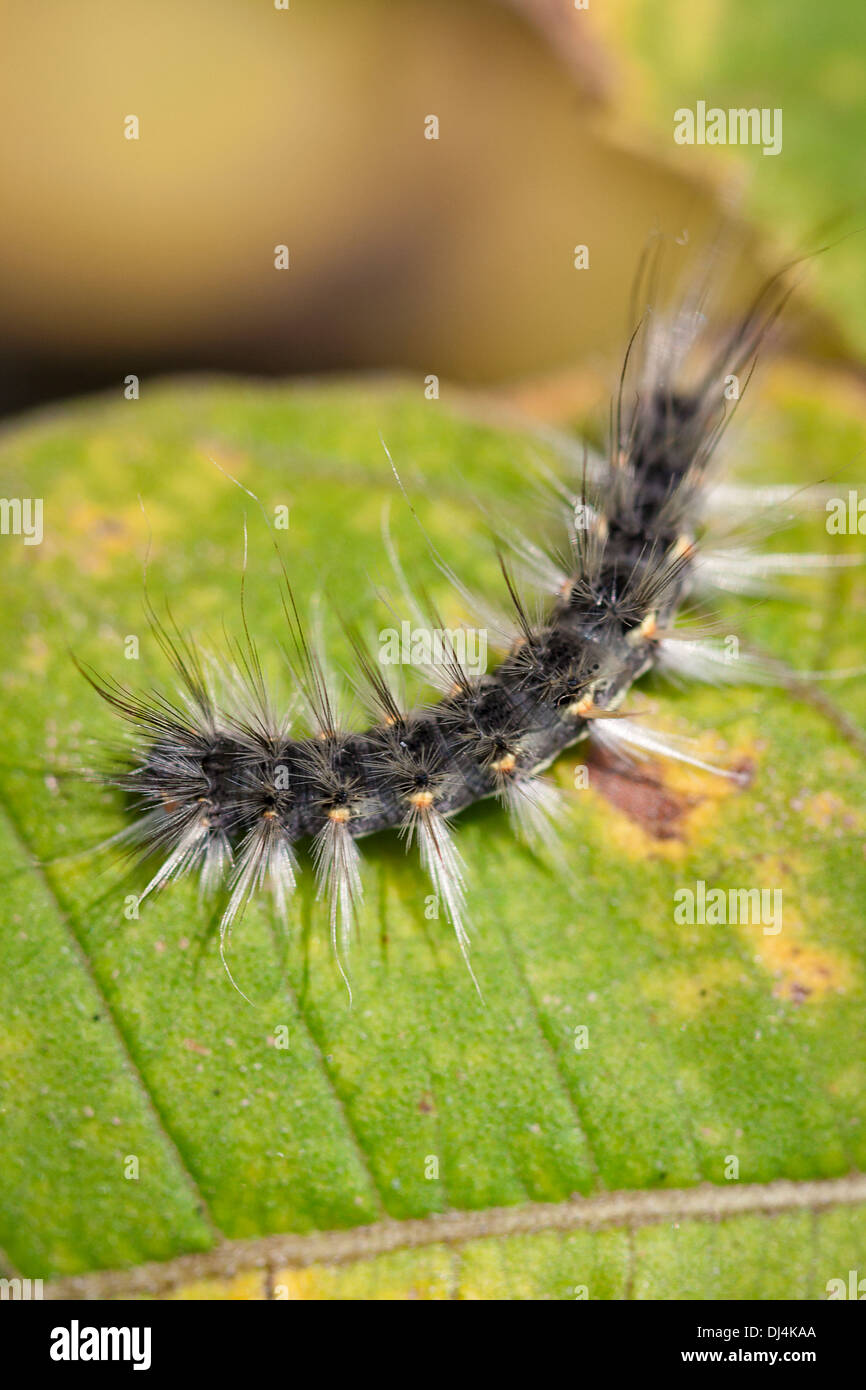 Petite chenille sur une feuille Banque de photographies et d’images à — free download