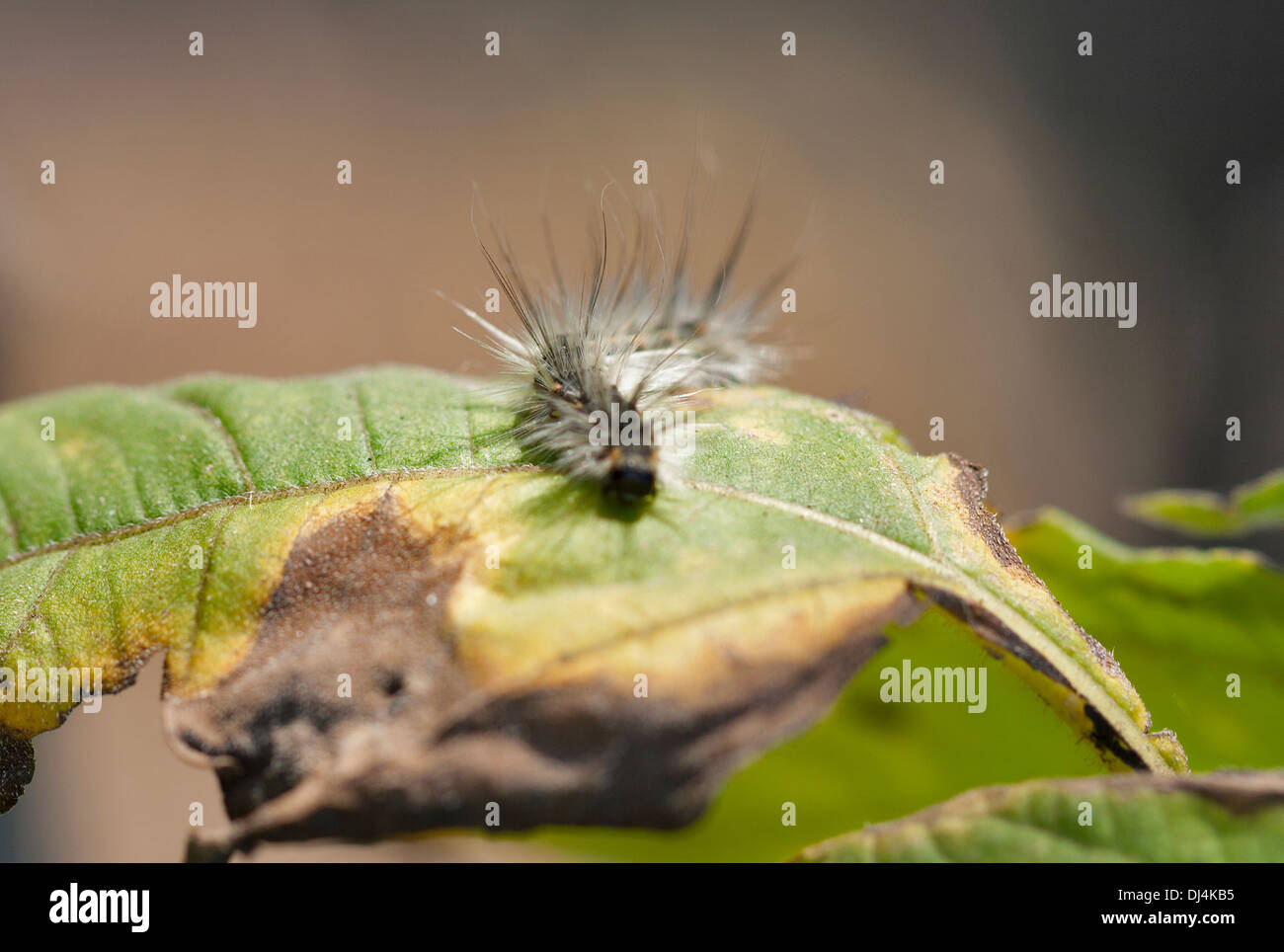 Petite chenille sur une feuille Banque de photographies et d’images à — free download