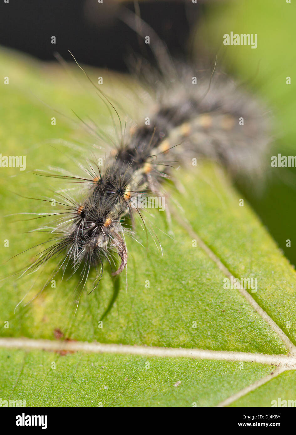 Chenille poilue sur une feuille verte à moitié mangé Photo Stock Alamy — free download
