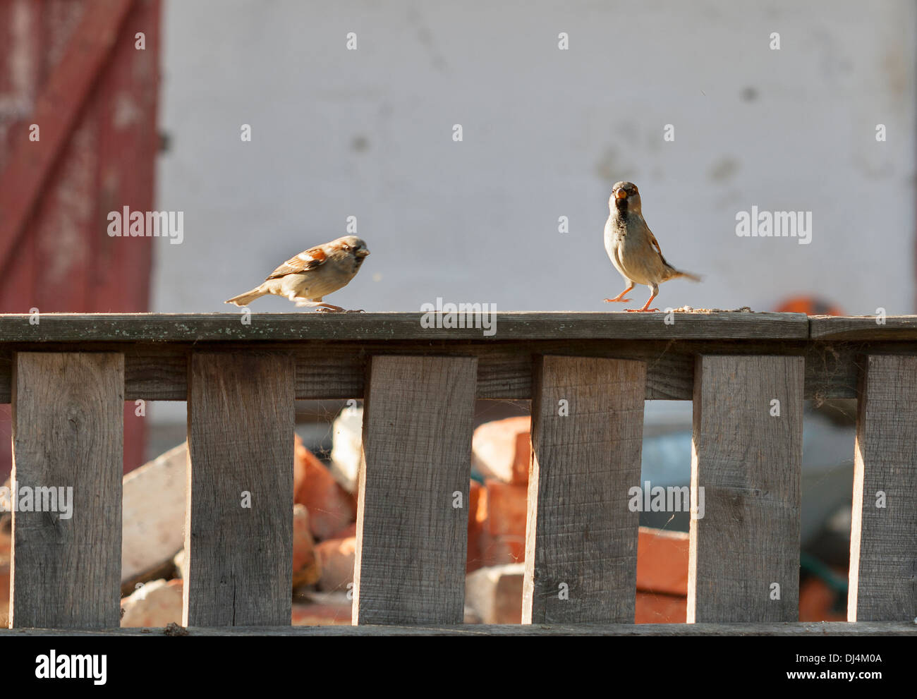 Bold moineaux dansant sur une clôture en bois Banque D'Images