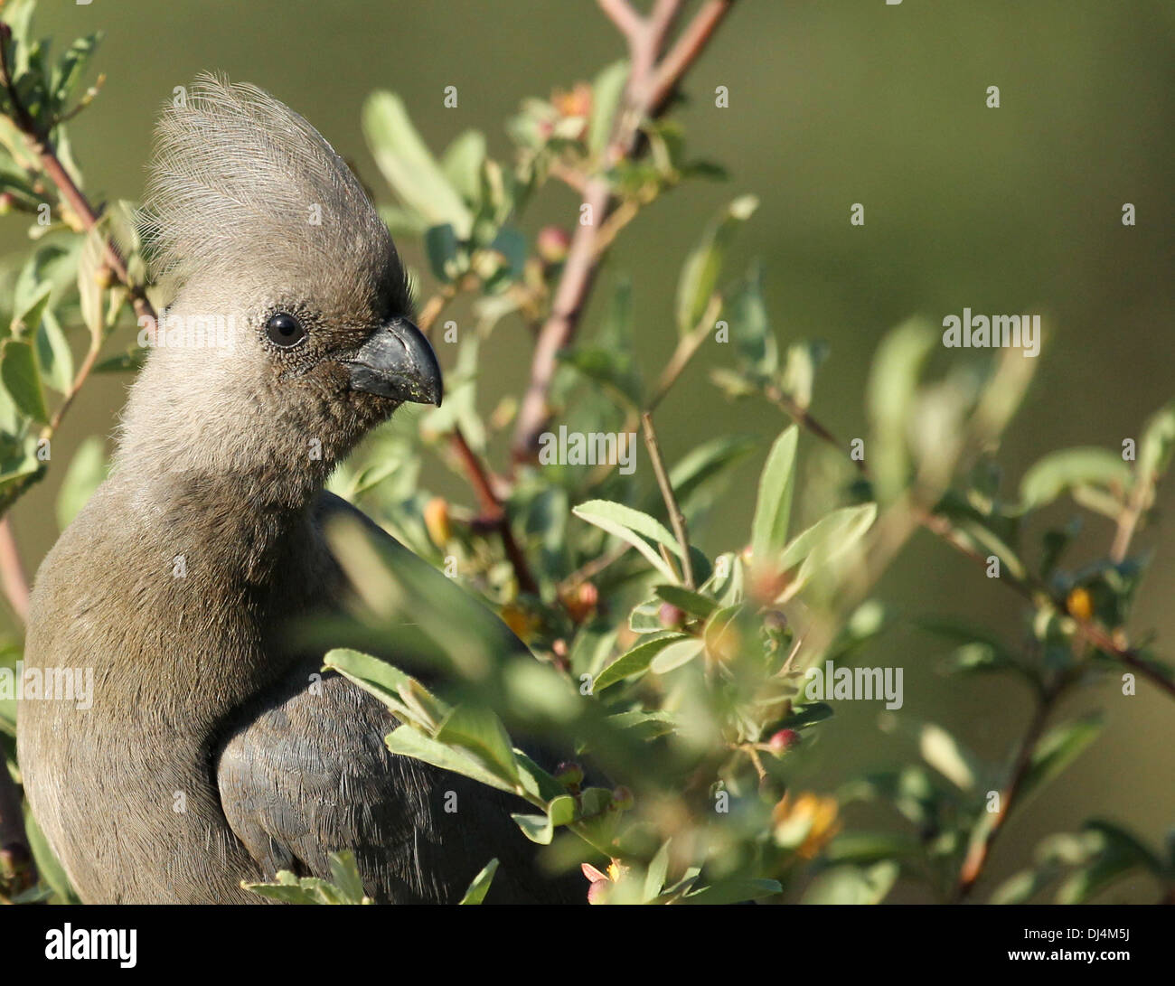 Lourie Corythaixoides concolor gris Banque D'Images