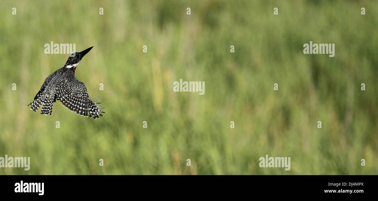 Giant kingfisher Ceryle maxima Banque D'Images