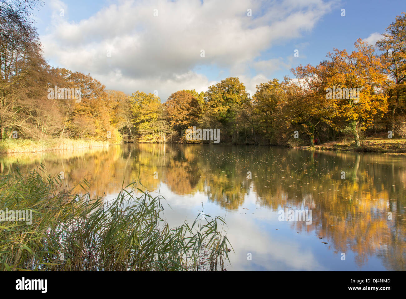 Réflexions d'automne à Cannop lacs dans la forêt de Dean, Gloucestershire, England, UK Banque D'Images